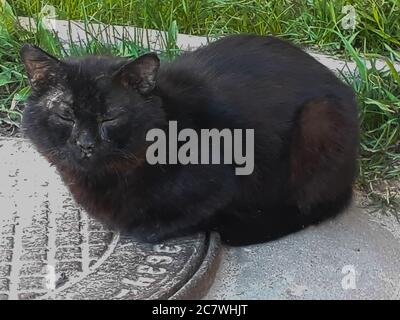 Un gatto malato nero si siede su un portello della fogna contro un'erba verde. Estate, mattina. Animali senza casa. Foto Stock