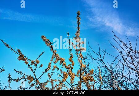 Rami con fiori sul prugne selvaggio con un cielo blu. Foto Stock