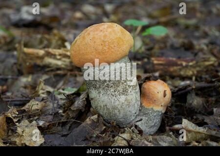 Funghi commestibili Leccinum versipelle nella foresta di betulla. Conosciuto come bolete di betulla arancione. Due funghi di bolete giovani che crescono nelle foglie. Foto Stock