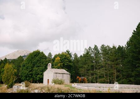 Un cavallo marrone vicino a una piccola chiesa in montagna vicino alla foresta. Foto Stock