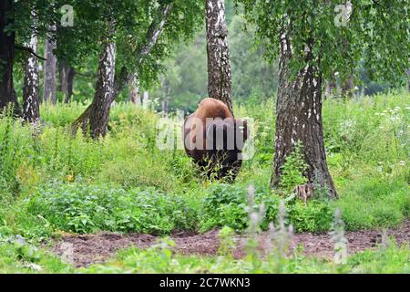 Il bisonte americano o semplicemente bisonte (bisonte bisonte), noto anche come bufalo americano o semplicemente pascolo bufalo nel boschetto di betulla. Prioksko- Foto Stock