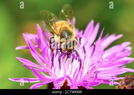 Ape bere nettare da un fiore rosa Foto Stock