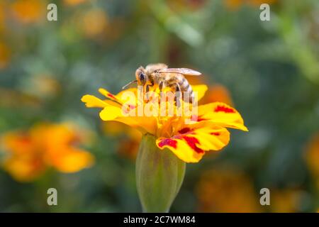 Un'ape su un fiore di Tagetes raccoglie il miele Foto Stock