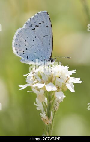 Macro farfalla di provenzale a coda corta blu (Cupido alcetas) raccolta nettare su un fiore bianco Foto Stock