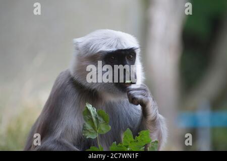 Il langur grigio delle pianure settentrionali mangia la vegetazione allo Zoo di Londra Foto Stock