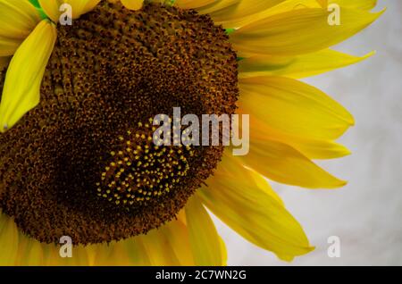 Un girasole cresce lungo una strada cittadina, il 18 luglio 2020, a Mobile, Alabama. I girasoli raggiungono tipicamente la crescita di picco a metà estate. Foto Stock