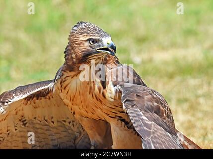 Harris Hawk o Harris Hawk (Parabuteo unicinctus) Foto Stock