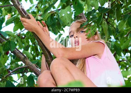 Bambina che arrampica un albero e lacerando ciliegie in estate Foto Stock