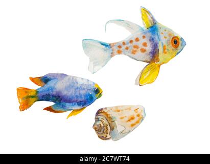 Insieme di pesci tropici acquerelli e una conchiglia isolata su sfondo bianco. Pesce amigella e pesce dorato a coda di giallino come illustrazione dipinta a mano di foca Foto Stock