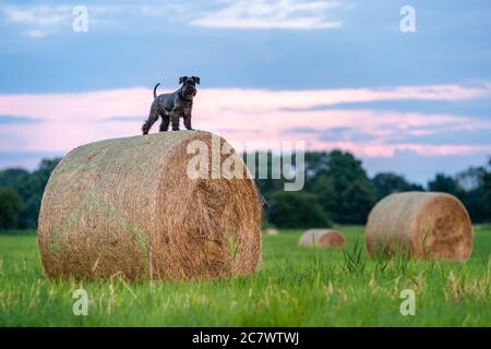 Cane su una balla di fieno in un campo in natura Foto Stock