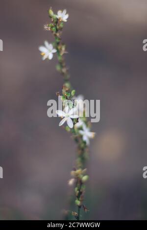 Fuoco selettivo verticale di un ramo di fiori di punto Foto Stock