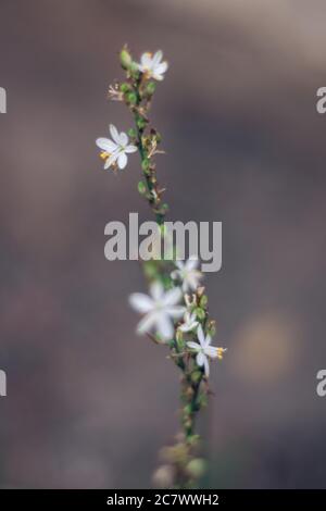 Fuoco selettivo verticale di un ramo di fiori di punto Foto Stock