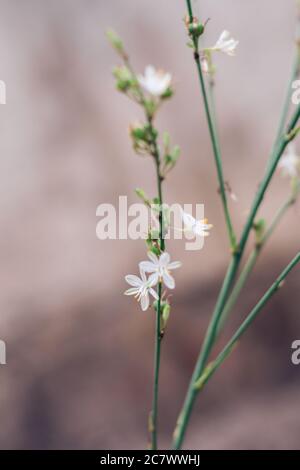 Fuoco selettivo verticale di un ramo di fiori di punto Foto Stock