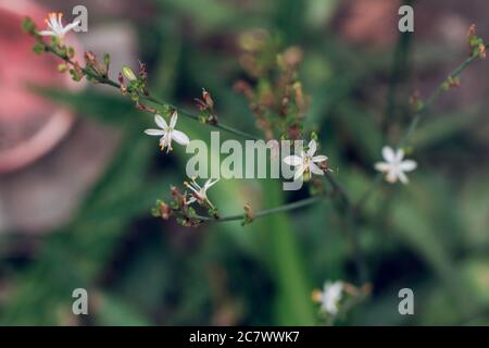 Fuoco selettivo di un ramo di fiori di punto Foto Stock