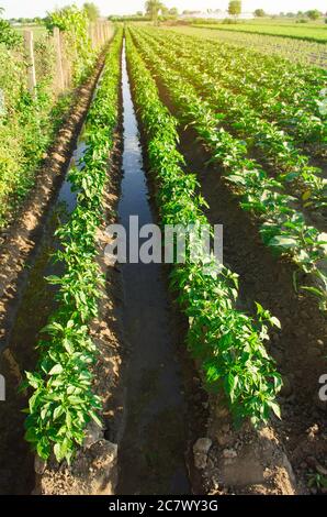 Irrigazione e coltivazione di peperoni giovani sul campo. Annaffiatura di colture agricole. Agricoltura e agricoltura. Agroindustria e agroalimentare. Campagna. Foto Stock