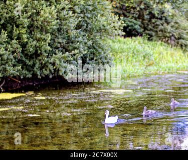 Glasgow, Scozia, Regno Unito 19 luglio 2020: Alghe blu-verdi o cianobatteri sul quarto canale e clyde a causa del tempo caldo causa una preoccupazione per la salute di esseri umani e animali domestici e la caduta dei livelli di acqua causa una concentrazione sia di esso e di inquinamento di lettiera. Credit: Gerard Ferry/Alamy Live News Foto Stock