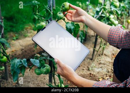 Coltivatore che usa la tavoletta digitale per controllare le piante di pomodoro. Concetto di tecnologie agricole innovative Foto Stock