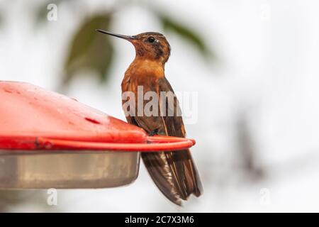 Shining Sunbeam hummingbird, Aglaeactis cupripennis, alla riserva di Yanacocha in Ecuador Foto Stock