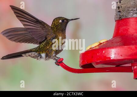 Tormalina Sunangel hummingbird, Heliangelus exortis, al Guango Lodge in Ecuador Foto Stock