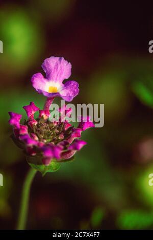 Primo piano Macro Cluster di fiori viola Foto Stock