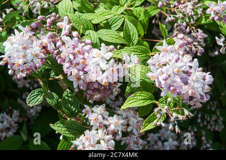 Primo piano di arbusto fiorito Deutzia Mont Rose con un'ape che si nutrono di fiori all'inizio dell'estate UN arbusto deciduo che è completamente duro Foto Stock