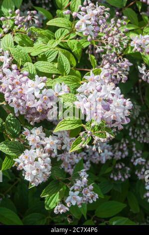 Primo piano di arbusto in fiore Deutzia Mont Rose con un sacco di fiori all'inizio dell'estate Foto Stock