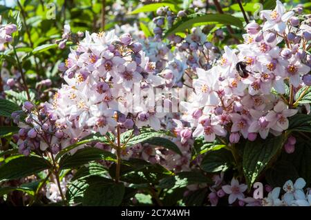 Primo piano di arbusto fiorito Deutzia Mont Rose con un'ape che si nutrono di fiori all'inizio dell'estate UN arbusto deciduo che è completamente duro Foto Stock