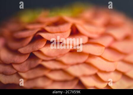 Macro Fiori Still Life Zinnia Foto Stock