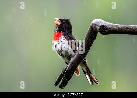 Un grossbeak arrosto di rosa che canta sotto la pioggia. Foto Stock