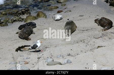 Un gabbiano di mare cammina dormendo le foche del porto crogiolandosi al sole sulla spiaggia, Pacific Grove, CA. Foto Stock