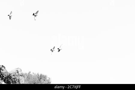 Immagine in scala di grigi ad angolo basso dei condor che volano Foto Stock