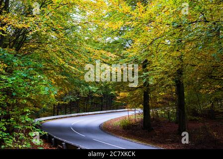 Strada asfaltata curva fiancheggiata da alberi autunnali Foto Stock