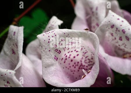 Un piccolo volo su un fiore di foxglove Foto Stock