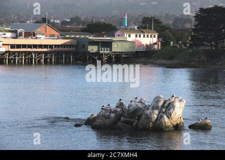 Gabbiani di mare raccolti su una roccia in primo piano di una vista di Fishermans Wharf, Monterey CA. Foto Stock