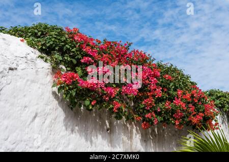 Una bouganvillea in fiore su un muro sulla Calzada de los Frailes a Valladolid, Yucatan, Messico. Foto Stock