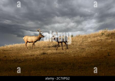 Due alci su una collina erbosa con nubi tempesta dietro di loro, e la luce del sole li illumina. Foto Stock