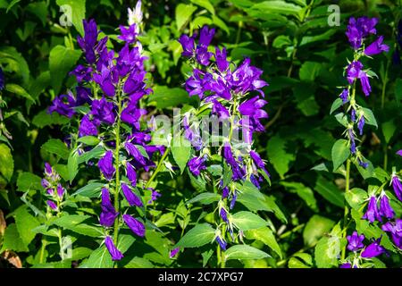 Fiori selvatici viola in Bloom a Steamboat Springs Colorado Foto Stock