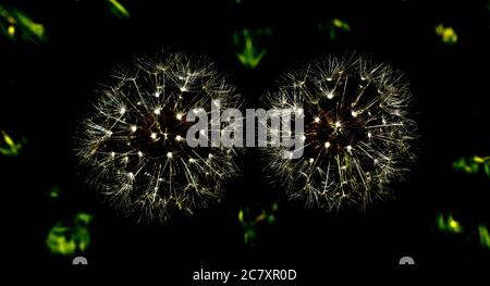 Primo piano di due dandelioni su sfondo nero Foto Stock