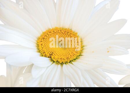 Bianco camomilla giardino (latino Matricária) primo piano su sfondo bianco. Foto Stock