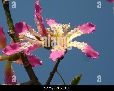 Primo piano di fiori di pin che crescono su un filo di seta albero Foto Stock