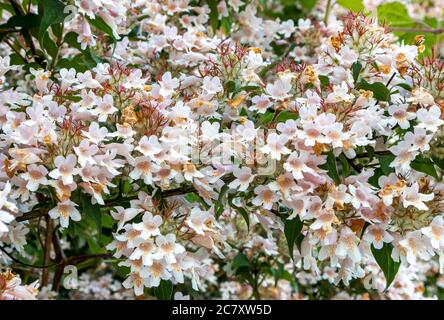 Primo piano con vista sui fiori bianchi di gelsomino nell'Harkness Memorial state Park, Connecticut, USA Foto Stock