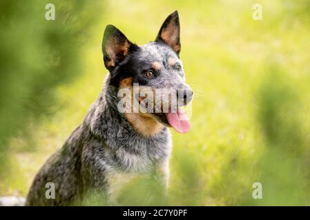 Ritratto testa shot di un australiano cane Blue Heeler seduto da cipresso albero Foto Stock