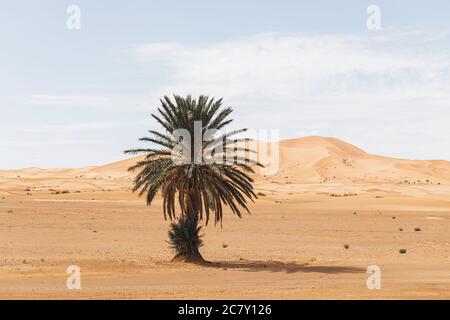 Splendido paesaggio desertico con dune di sabbia e una palma sola. Viaggi in Marocco, Sahara, Merzouga. Natura sfondo. Foto Stock