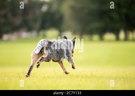 Australian Cattle Dog Blue Heeler che gestisce l'allevamento in un campo erboso al tramonto Foto Stock