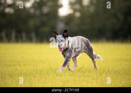 Australiano cane Blue Heeler camminare in un campo erboso al tramonto Foto Stock