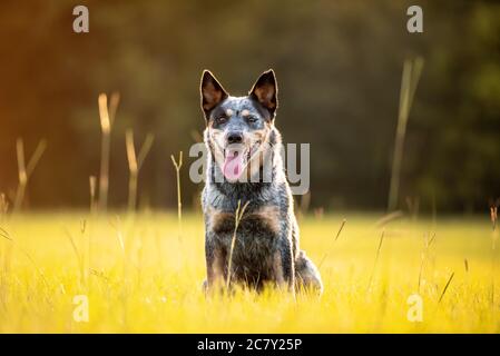 Australiano bovino cane Blue Heeler seduto in un campo erboso al tramonto Foto Stock