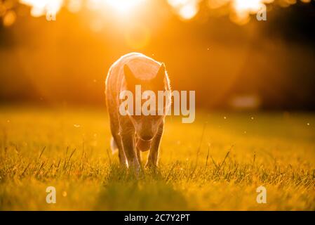 Australiano cane Blue Heeler camminare in un campo erboso al tramonto Foto Stock