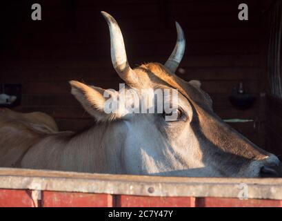 primo piano testa di zenzero carino mucca guardando dalla stalla, fuoco selettivo su muso Foto Stock