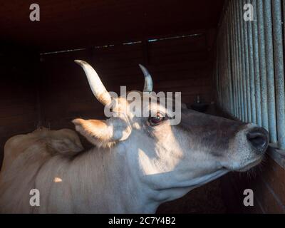 primo piano testa di zenzero carino mucca guardando dalla stalla, fuoco selettivo su muso Foto Stock