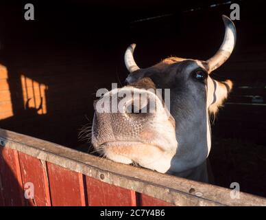 primo piano testa di zenzero carino mucca guardando dalla stalla, fuoco selettivo su muso Foto Stock